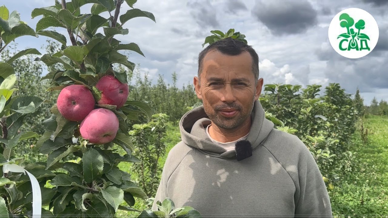 Превью видео