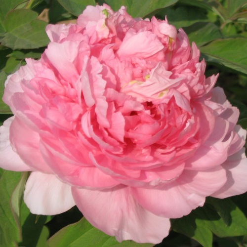 Пион ИМПЕРАТОРСКАЯ НАЛОЖНИЦА древовидный в Полоцке