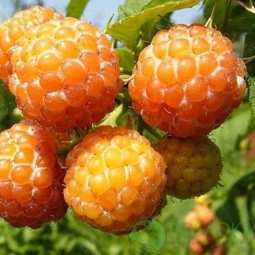 Малина КУМБЕРЛЕНД желтая в Полоцке