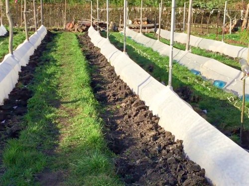 Как укрыть виноград на зиму в Беларуси: пошаговый гид для дачников