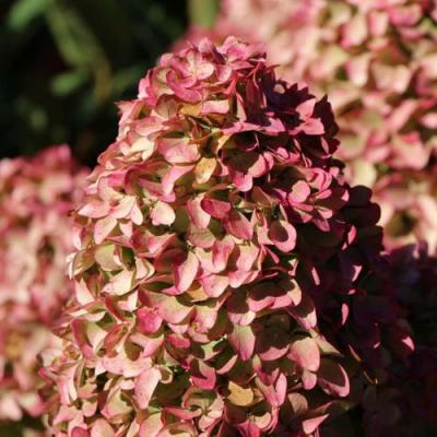 Мэджикал в Полоцке