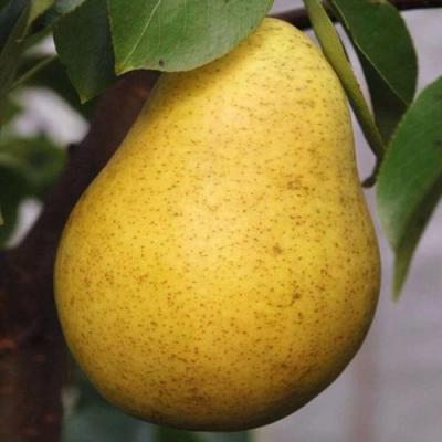 Крупная в Полоцке