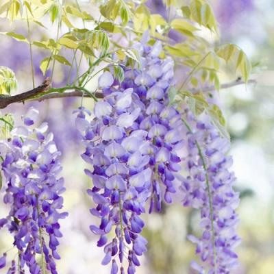 Глициния в Полоцке