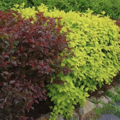 Калинолистный в Полоцке