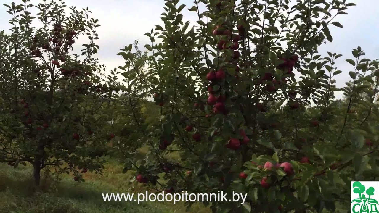 Превью видео