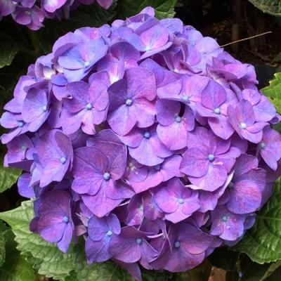 Фиолетовая в Полоцке