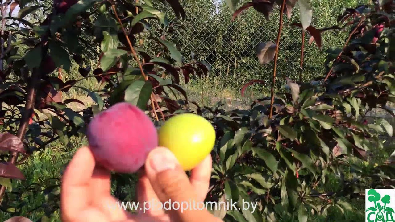 Превью видео