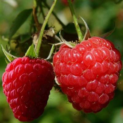 Кустовая в Полоцке