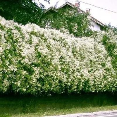 Фаллопия в Полоцке