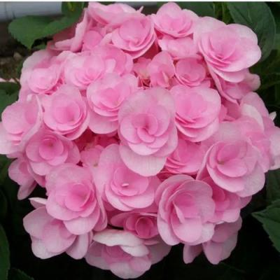 Махровая в Полоцке