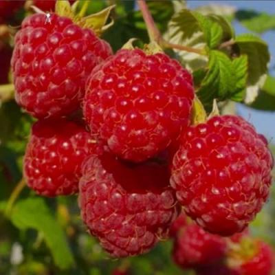 Ранняя в Полоцке