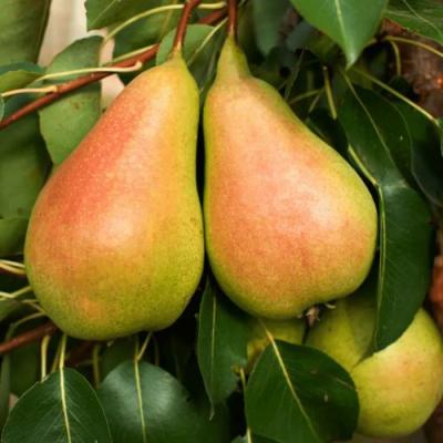 Сладкая в Полоцке