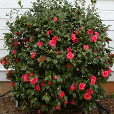 Камелия в Полоцке