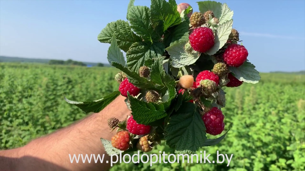 Превью видео