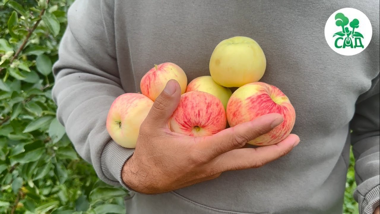 Превью видео