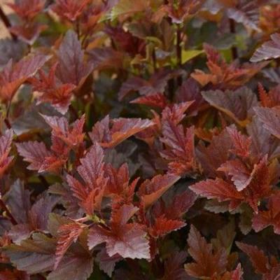 Красный в Полоцке