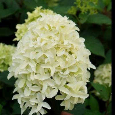 Средние в Полоцке