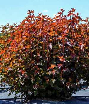 Пузыреплодник АНДРЕ куст.jpg