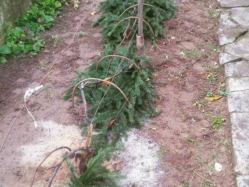 укрытие винограда лапником.jpg