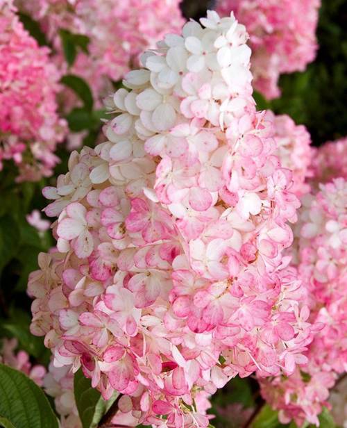 гортензия фрайз описание.jpg