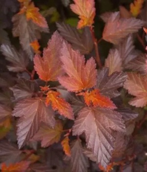 Пузыреплодник АНДРЕ лист.jpg