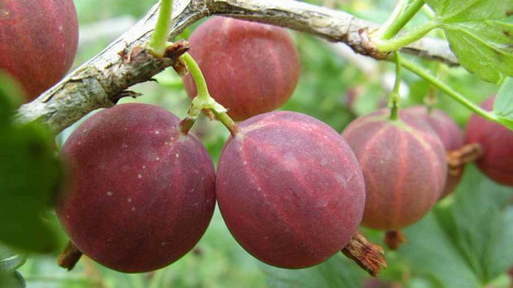 Смена крыжовник.jpg