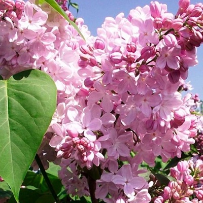 Сирень АДЕЛИНА в Полоцке