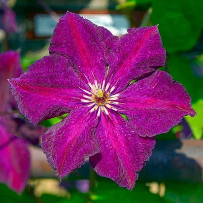 Клематис ГРЮНВАЛЬД в Полоцке