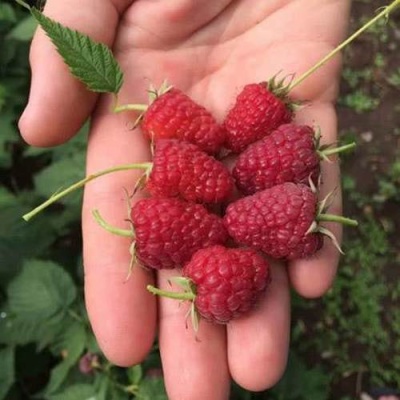 Малина ЕВРАЗИЯ в Полоцке