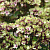 Флокс МИСТИК ГРИН метельчатый в Полоцке