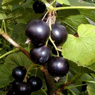Смородина чёрная БИНАР в Полоцке