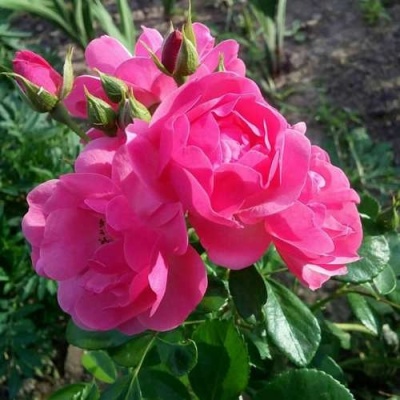 Роза АНГЕЛА флорибунда в Полоцке