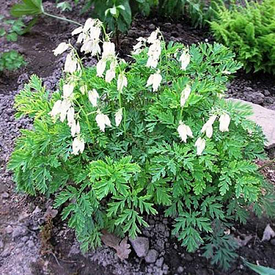 Дицентра красивая АВРОРА в Полоцке