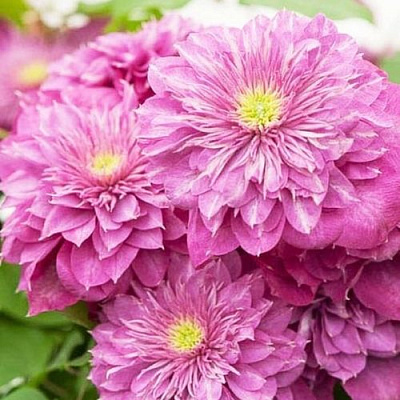 Клематис КАЙЗЕР в Полоцке