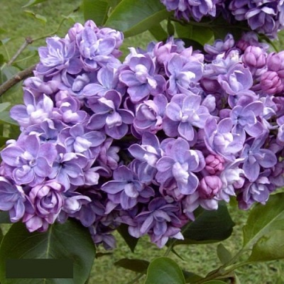 Сирень АМИ ШОТТ в Полоцке