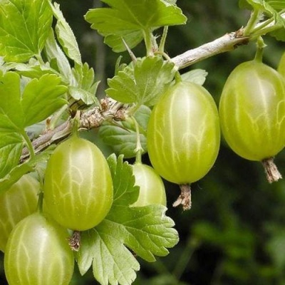 Крыжовник УРАЛЬСКИЙ ИЗУМРУД в Полоцке
