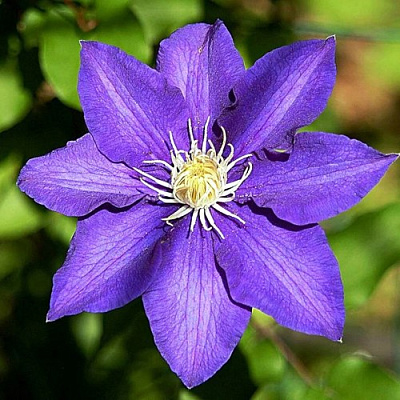 Клематис ЗЕ ПРЕЗИДЕНТ в Полоцке