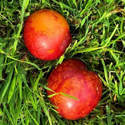 Шарафуга НЕКТАРИННАЯ в Полоцке