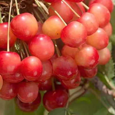 Черешня ЮЛИЯ в Полоцке