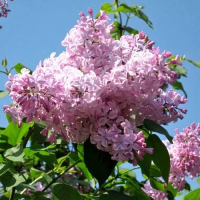 Сирень БУФФОН в Полоцке