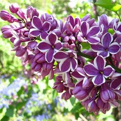 Сирень СЕНСАЦИЯ (привитая) в Полоцке