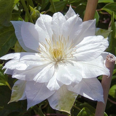 Клематис ДАЧЕСС ОФ ЭДИНБУРГ в Полоцке