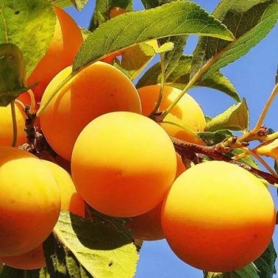 Слива МЕДОВАЯ ЖЁЛТАЯ в Полоцке