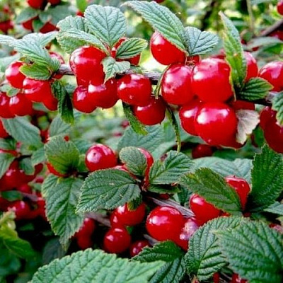 Вишня ВОСТОРГ войлочная в Полоцке