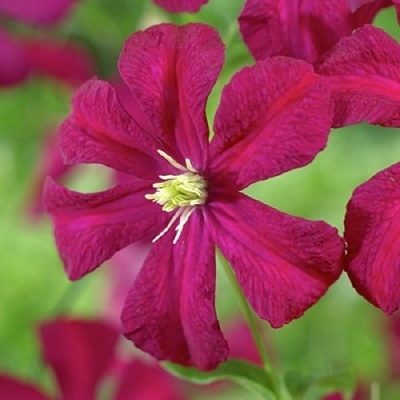 Клематис МАДАМ ДЖУЛИЯ КОРРЕВОН в Полоцке