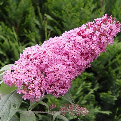 Буддлея давида ПИНК ДЕЛАЙТ в Полоцке