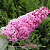 Буддлея давида ПИНК ДЕЛАЙТ в Полоцке