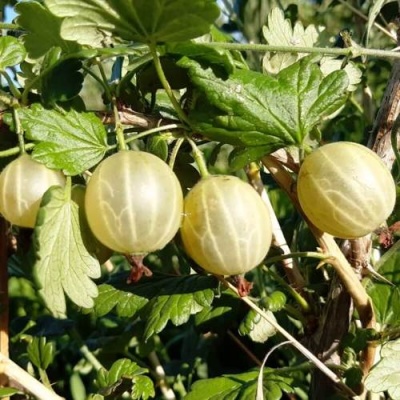 Крыжовник БЕЛОРУCСКИЙ САХАРНЫЙ 2 в Полоцке