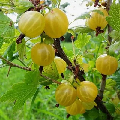 Крыжовник АЛТАЙСКИЙ в Полоцке