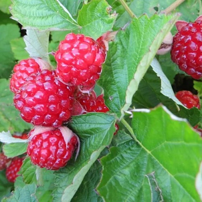 Ежемалина РЕД ДАЙМОНД в Полоцке